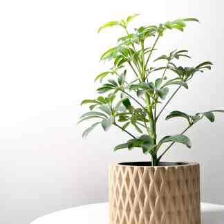Bright green indoor plant in stylish geometric beige pot on white surface.