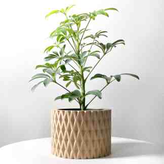 Plant in stylish beige textured planter on white table against plain wall.