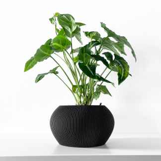 Green indoor plant in black textured pot on white surface.