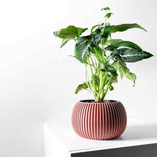 Indoor houseplant in decorative pink ceramic pot with vertical ridges, placed on minimalist white table.