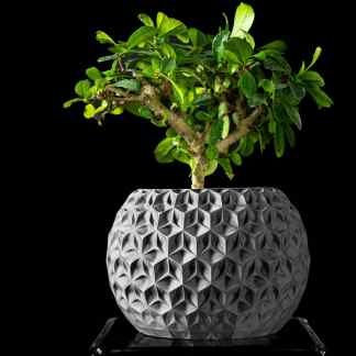 Close-up of lush green bonsai with textured black geometric planter against black background.